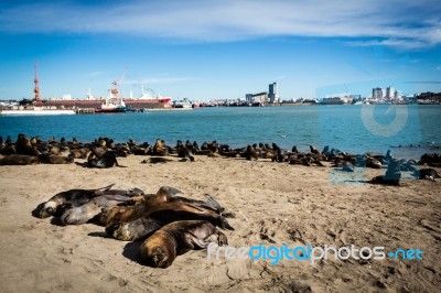 Sea Lions In The Sand Stock Photo