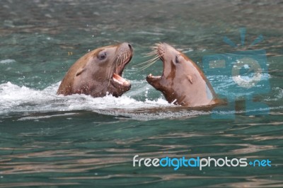 Sea Lions Upclose Stock Photo