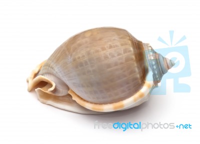 Sea Shell On White Background Stock Photo