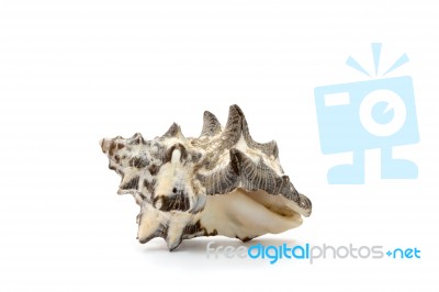 Sea Shell On White Background Stock Photo