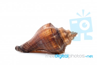 Sea Shell  On White Background Stock Photo
