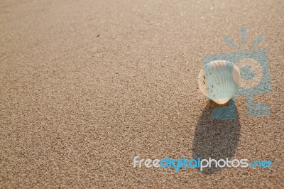 Sea Shell With Sand As Background  Stock Photo
