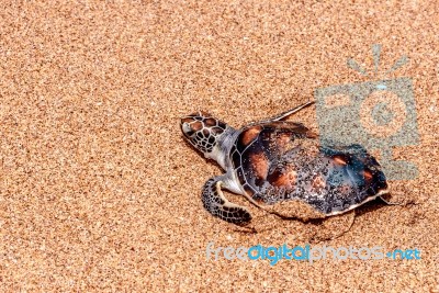 Sea Turtle Stock Photo