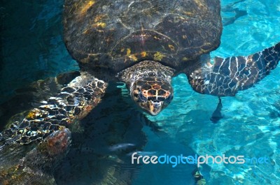 Sea Turtle Surfaced Water In The Caribbean Sea Near Cartagena, C… Stock Photo