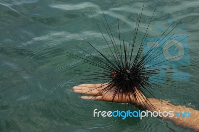 Sea Urchin Stock Photo