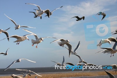 Seabirds In Flight Stock Photo