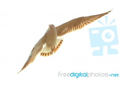 Seagull Stock Photo