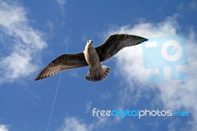 Seagull Stock Photo