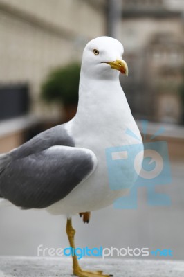 Seagull Bird Stock Photo