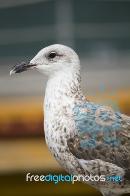 Seagull Bird In The City Docks Stock Photo
