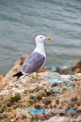 Seagull Bird In The Wild Stock Photo