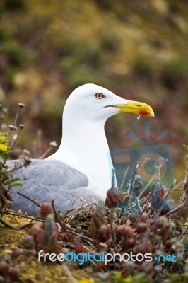 Seagull Bird In The Wild Stock Photo