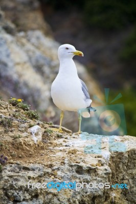 Seagull Bird In The Wild Stock Photo