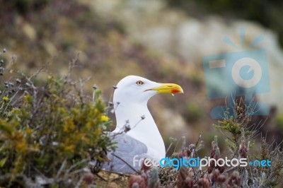 Seagull Bird In The Wild Stock Photo