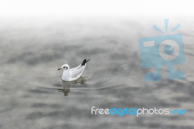 Seagull Floating On Water Stock Photo