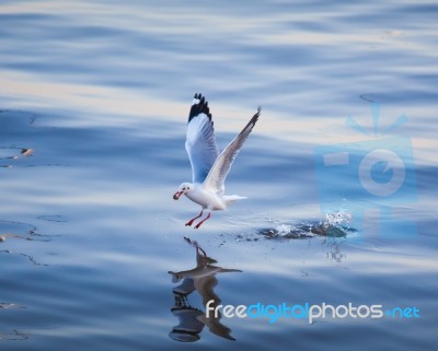 Seagull Flying Stock Photo