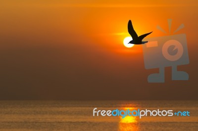 Seagull Flying At Sunset Stock Photo