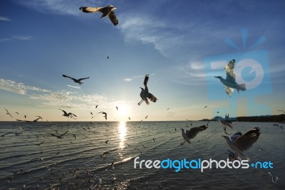 Seagull Flying At Sunset Stock Photo