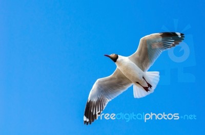 Seagull Flying On Blue Sky Stock Photo