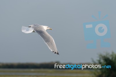 Seagull Flying Over The Danube Delta Stock Photo