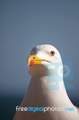Seagull Head Stock Photo