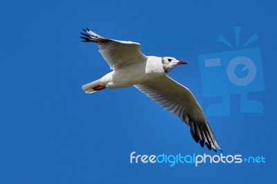 Seagull In Flight Stock Photo