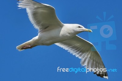 Seagull In Flight Stock Photo