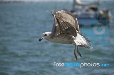 Seagull In Flight Stock Photo