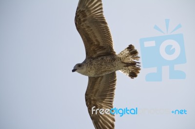 Seagull In Flight Stock Photo