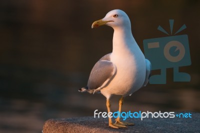 Seagull In The Seashore Stock Photo