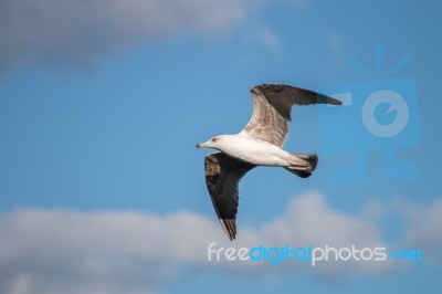 Seagull In The Sky Stock Photo