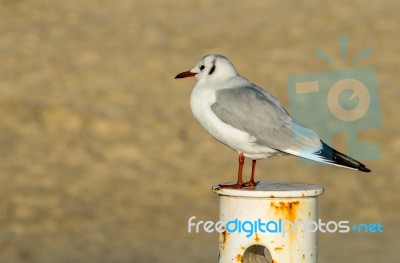 Seagull On A Rusty Pole Stock Photo