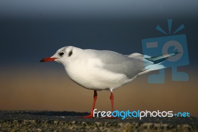 Seagull On A Wall Stock Photo