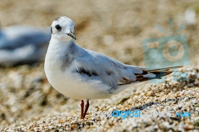 Seagull On The Beach Stock Photo