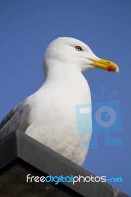 Seagull On Top Of Building Stock Photo