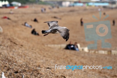 Seagull Over Brighton Beach Stock Photo