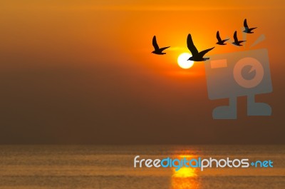 Seagulls Flying At Sunset Stock Photo