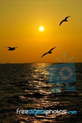 Seagulls Flying Over The Coast In Thailand In Sunset Stock Photo