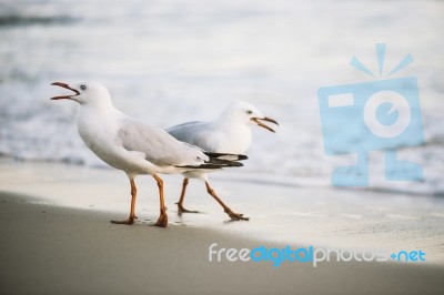 Seagulls On The Beach Stock Photo