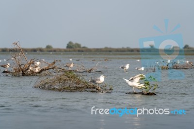 Seagulls Standing On A Submerged Tree In The Danube Delta Stock Photo