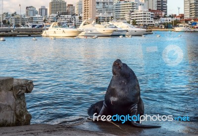 Seal Lying In The Sun In Front Of The Yacht Club In Punta Del Es… Stock Photo