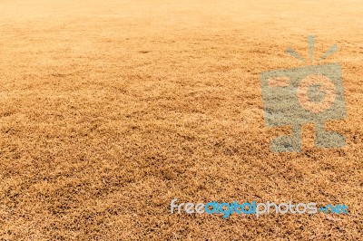 Grass Field Stock Photo Grass Field Stock Photo