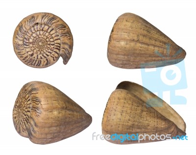 Seashell Stock Photo