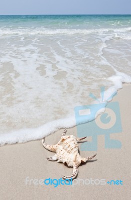 Seashell On Sand Stock Photo
