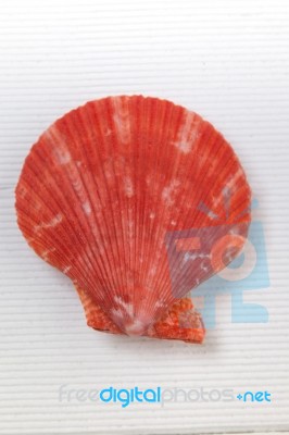 Seashell On White Stock Photo