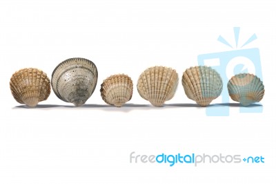 Seashells Stock Photo