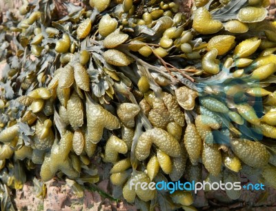 Seaweed Texture Background Stock Photo