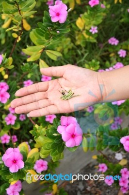 Seed Of Catharanthus Roseus In Hand Stock Photo