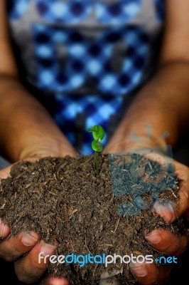 Seedling Cupped In Hand Stock Photo