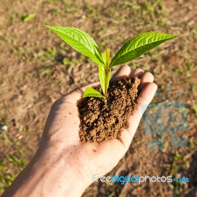 Seedling In Hand Stock Photo